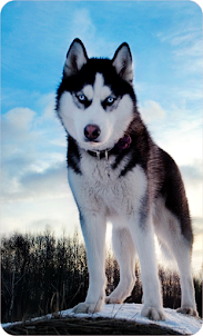 Siberian Husky Dog Wallpaper