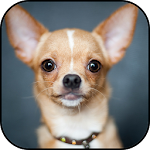Cover Image of डाउनलोड Chihuahuas wallpapers  APK