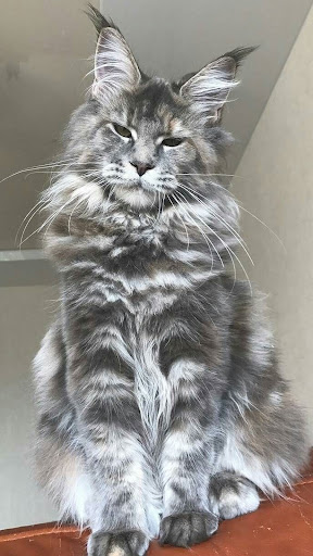Maine Coon Wallpapers Screen 3