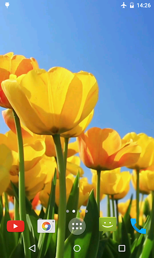 Tulips 4K Video Live Wallpaper Screen 2
