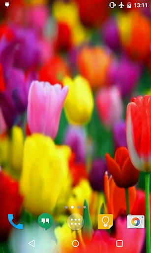 Tulips Live Wallpaper Screen 3