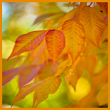 Warm Autumn Live Wallpapers icon