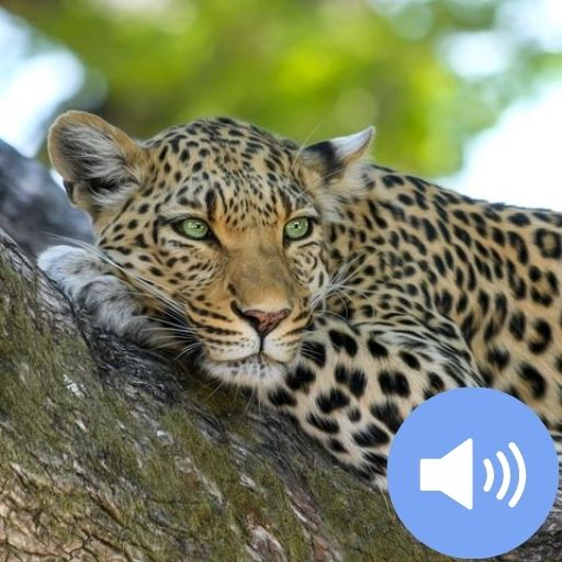 Leopard Sounds and Wallpapers تنزيل على نظام Windows