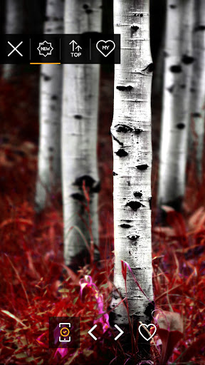 Wallpapers with trees 4K Screen 3