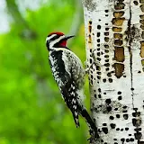The business woodpecker - peck icon