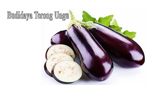 Merawat Tanaman Terong Ungu