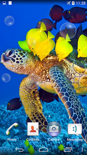 Sea Turtle Underwater Screen 3