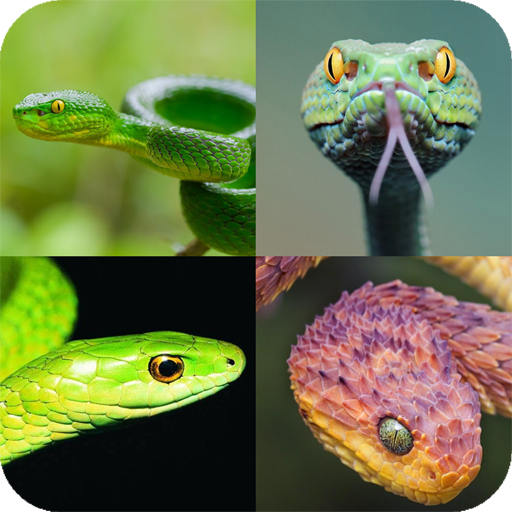 Snake Wallpaper 4K logo