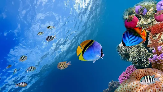 Ocean Fish Live Wallpaper - Apps on Google Play
