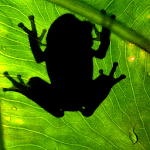 Cover Image of Tải xuống Frog Find  APK