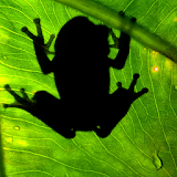 Frog Find icon