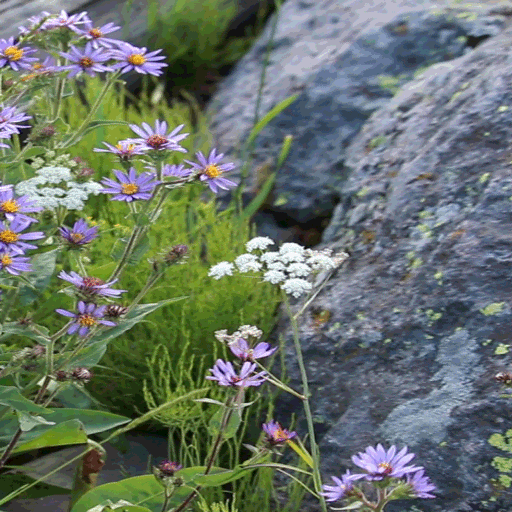 Purple White Flowers LWP  Icon