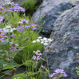 Icon image Purple White Flowers LWP