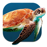 Turtle Underwater Live WP icon