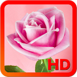Roses Wallpapers icon