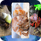 Hermit Crab Wallpapers Download on Windows