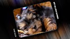 screenshot of Puppies Wallpapers in 4K