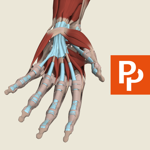 Forearm and Hand: 3D RT - Sub 3.5.43 Icon