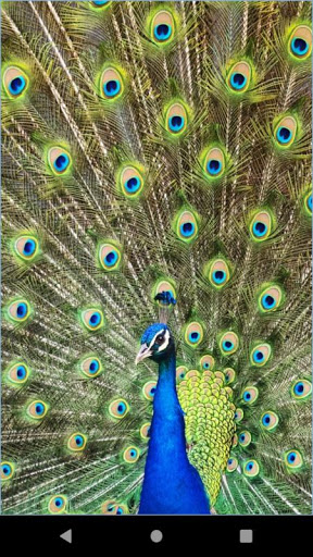 Android application Turkey Photos wallpaper screenshort