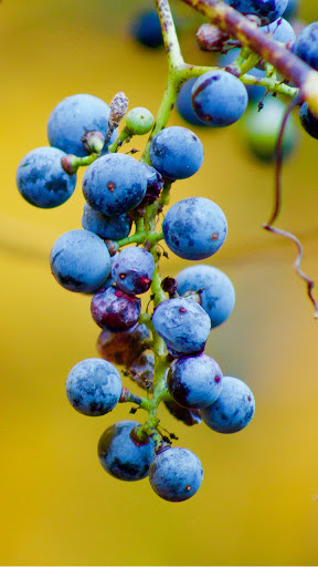 Android application grape wallpaper screenshort