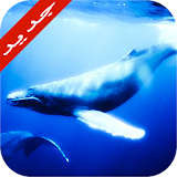لعبة الحوت الازرق icon