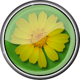 Colorful daisies wallpaper icon