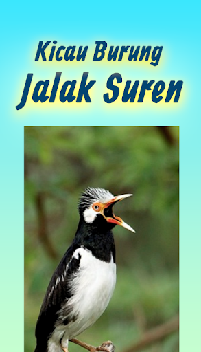 Suara Kicau Jalak Suren Gacor Mp3 Offline