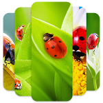 Cover Image of 下载 ladybug wallpapers  APK