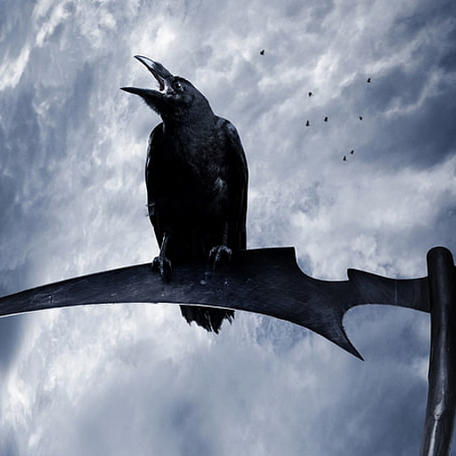 Crow Raven Bird Call Sounds logo