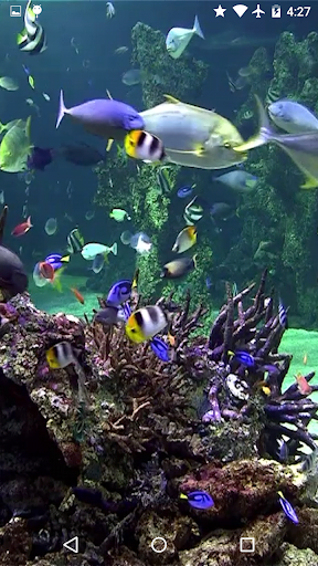 Video Wallpaper: Aquarium Screen 3