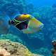 Picasso Triggerfish Care Guide Laai af op Windows