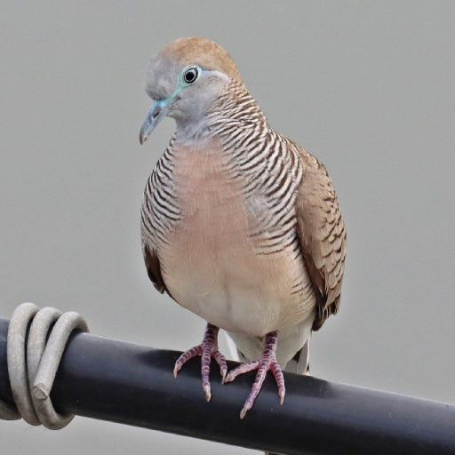Zebra Dove Sounds logo