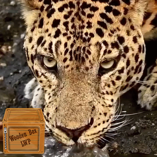 leopard video live wallpaper logo