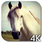 Horse 4K Video Live Wallpaper Apk
