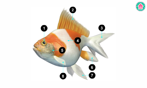 Picture Dictionary - Animals