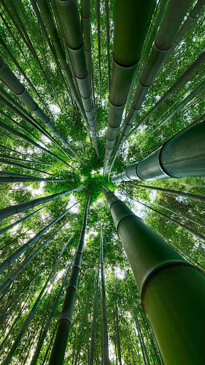 Bamboo Wallpapers Screen 2