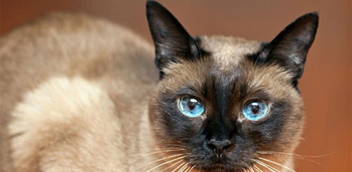 Sam Sawet Wallpapers