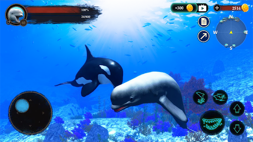 Android application The Beluga Whale screenshort