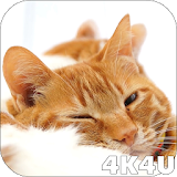 Warm Sleepy Kitty 4k Wallpaper icon