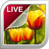Tulip Live Wallpaper icon