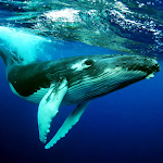 Cover Image of Tải xuống The Humpback Whales 1.0.3 APK