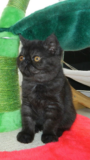 Android application Exotic Shorthair WP screenshort