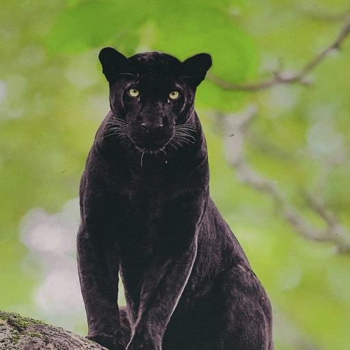 Black Panther Wallpaper HD logo