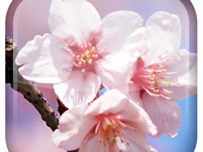 200以上 桜 ライブ 壁紙 124078