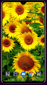 Captura de Pantalla 5 Sunflower Wallpaper android