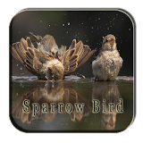 Sparrow Bird Songs icon