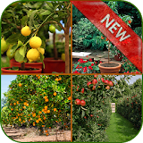 Fruit Garden Ideas icon