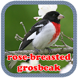 rose-breasted grosbeak icon