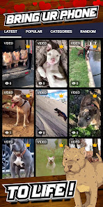 Imágen 2 fondo pantalla perros pitbull android