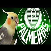 Hino do Palmeiras para Calopsitas